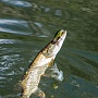Shallow Cra-Pea
