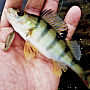 Perch & Roller