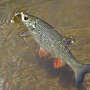 Shallow Cra-Pea