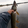 Lucky Craft Classical Minnow -  .