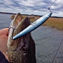 ���������� Flash Minnow