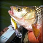 White Bass - "������"