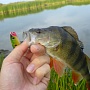 ����� ��  Gunfish 95